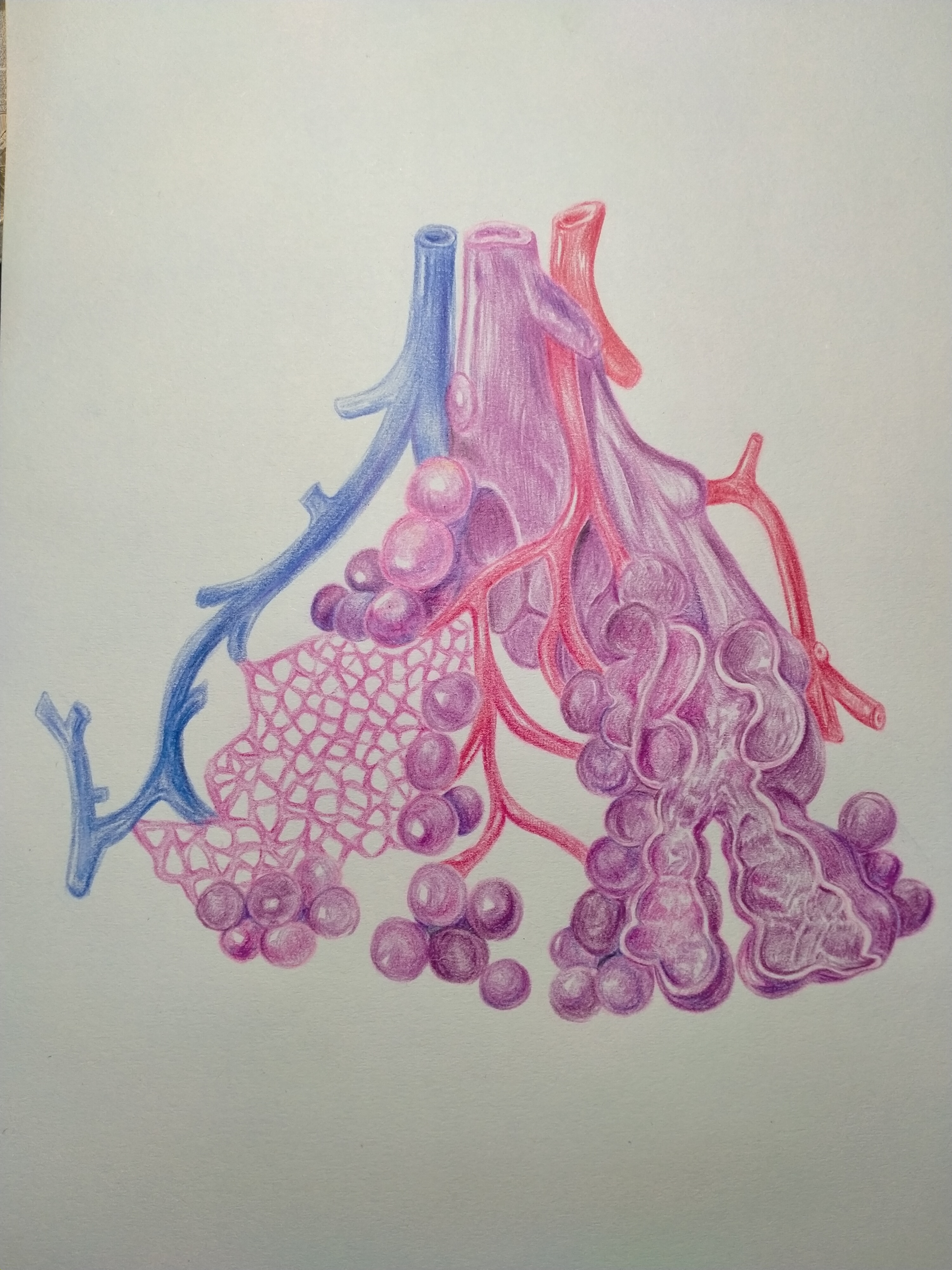 一等奖2019090310-王佳薇-肺小叶.jpg